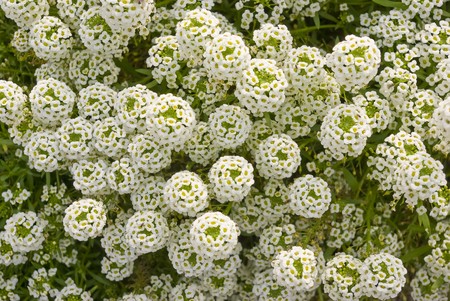 Flowers Alyssum (Lobularia maritima). Bed with flowers in an early autumnの写真素材