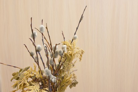 Pussy willow from old Easter. Dry  stem. Sepia. Right part ready for simple resize (for example for write  text).の写真素材