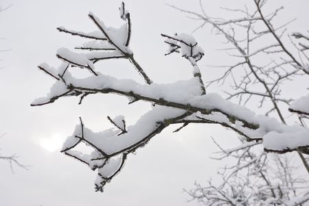 The branch is covered by snow. A thin ice layer. Soft illumination.の写真素材