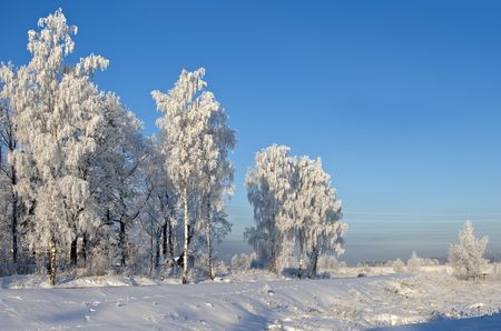 Trees against the blue sky. On branches plentiful hoarfrost. The shining sun shines sideways. Near to small townの写真素材