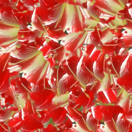 Seamless pattern from red petals of a beautiful flower. Ready for replicateの写真素材