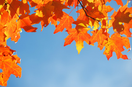 bright autumn leaves against skyの写真素材