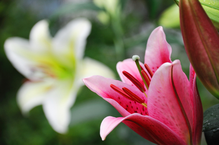 fresh lily in springの写真素材