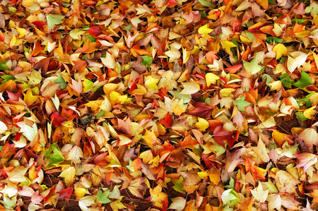 fallen leaves backgroundの写真素材