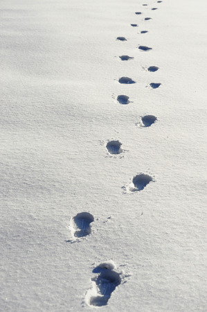 footprints on snowの写真素材
