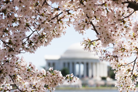 cherry blossom in Washington DC with Jefferson Memorial as backgroundの写真素材