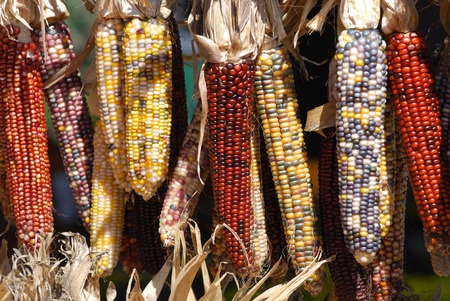 colorful Indian cornの写真素材