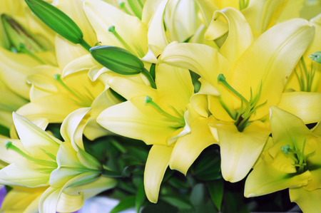 yellow liliesの写真素材