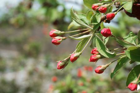 apple flower buds in springの写真素材
