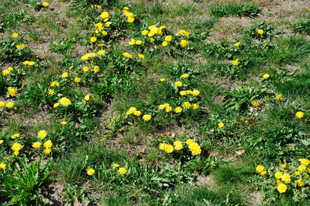 lawn in bad condition in spring full of dandelionの写真素材