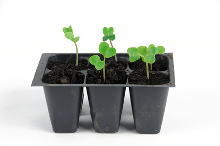 seedling in spring, radish sproutの写真素材