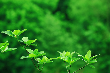 green leaves growing in springの写真素材