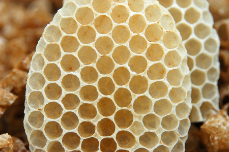 close up on honeycomb