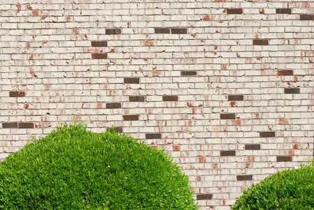 green plant in front of wall backgroundの写真素材