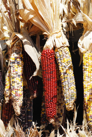 colorful Indian cornの写真素材
