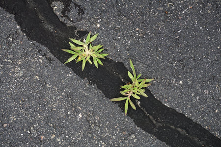 weed grass growing on damaged road crackの写真素材