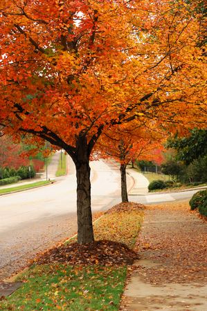close up on autumn trees on the side of urban road