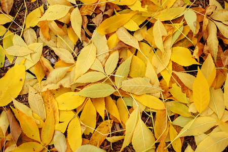 fallen leaves background in autumn