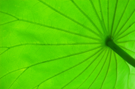 lotus leaf texture