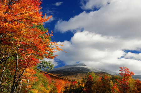 autumn forest and colored trees in the mountainの写真素材