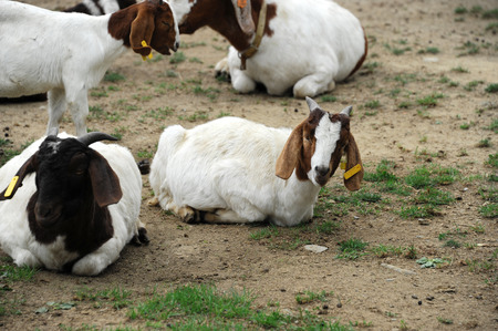 goats raised in the farmの写真素材