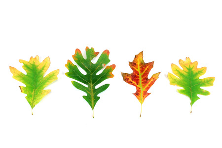 colorful autumn leaves isolated on white backgroundの写真素材