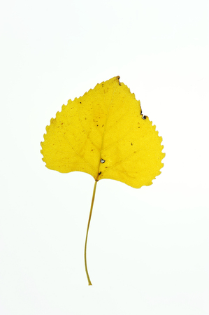 close up on single yellow leaf with leaf vein textureの写真素材