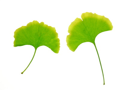 Ginkgo leaf isolated on white background