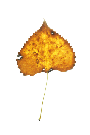 single yellow leaf with stain and hole isolated on white backgroundの写真素材