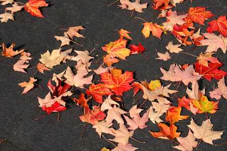 fallen red maple leaves on asphalt road surface in autumn