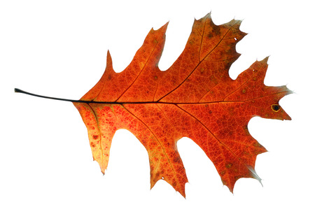 red oak leaf isolated on white background