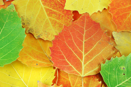 colorful autumn leaves background