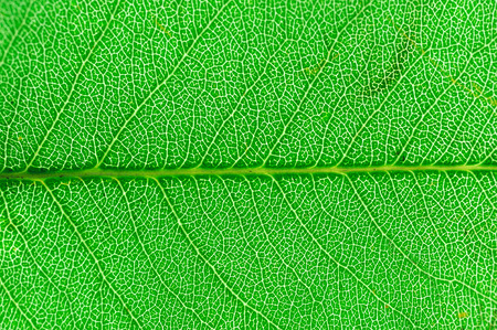 close up on green leaf texture background