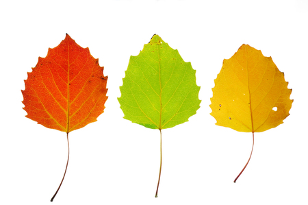 colorful autumn leaves isolated on white background