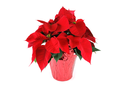 fresh Christmas poinsettia isolated on white backgroundの写真素材