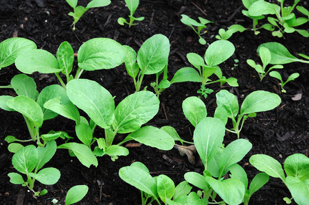 young cabbage in the fieldの写真素材