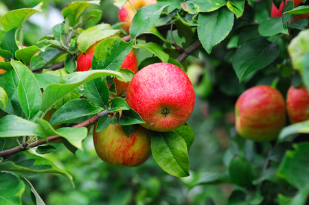 red apples on the treeの写真素材
