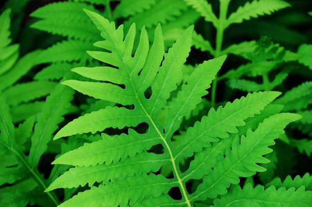 close up on fresh green grass leavesの写真素材