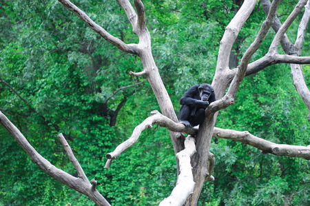 Chimpanzee on the tree branch