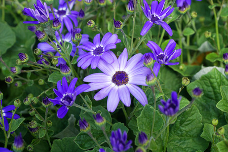Purple flowers blooming in spring seasonの写真素材