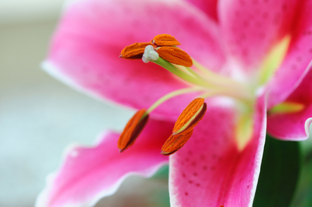 close up on fresh pink lily bloomingの写真素材
