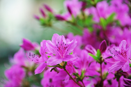 close up on blooming purple rhododendron in spring