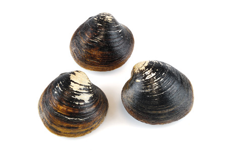 Black live clams isolated on white background