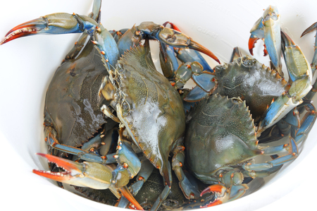 live blue crabs inside white plastic containerの写真素材
