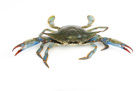 live blue crab isolated on white backgroundの写真素材