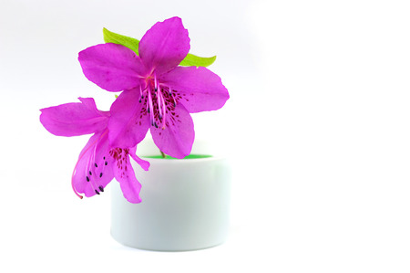 blooming purple rhododendron isolated on white backgroundの写真素材