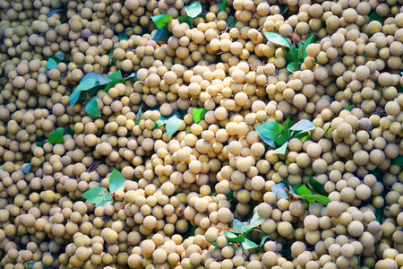 Fresh longan background in the harvest season