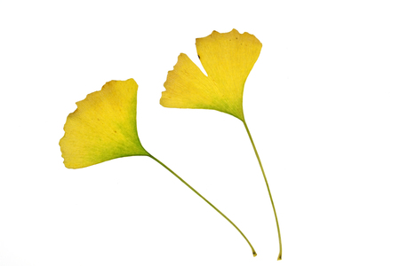 Yellow Ginkgo leaves isolated on white backgroundの写真素材