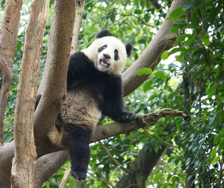 Panda climbing up on the tree looking aroundの写真素材