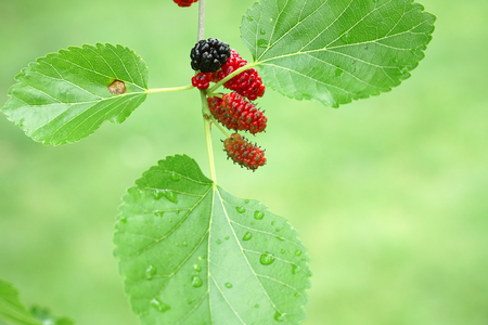 close up on fresh mulberry on the tree branchの写真素材